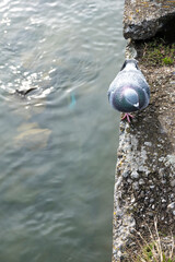 Pigeon on a water dam