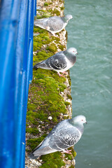 Pigeon on a water dam