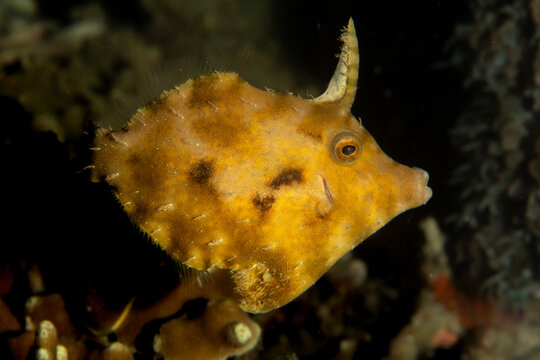 Close up side portrait of matted filefish on tropical coral reef in Malapascua