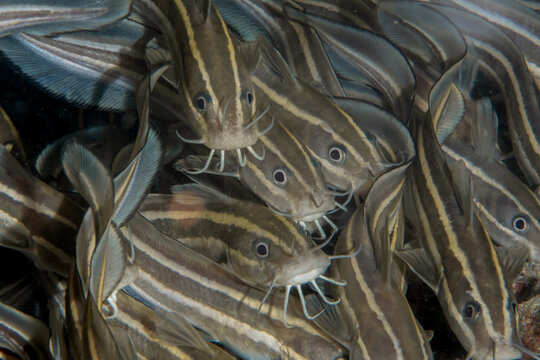 School of striped talking catfish (Platydoras armatulus), Malapascua, Philippines
