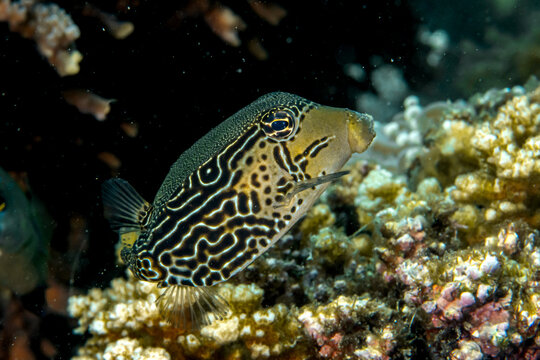 reticulate boxfish (Ostracion solorensis), 