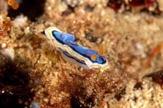 Chromodoris nudibranch (Chromodoris michaeli) close-up, Puerto Galera, Philippines
