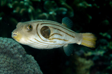 Striped puffer (Arothron manilensis) close-up, Malapascua, Philippines © Krzysztof Bargiel