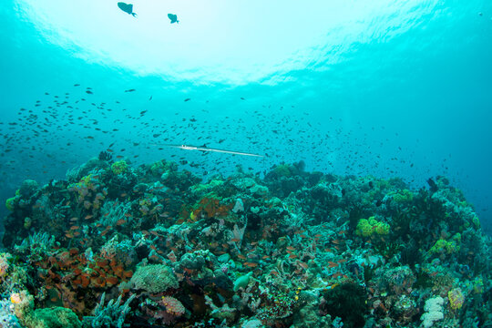 Cornetfish Swimming Above Colorful Coral Reef, Philippines