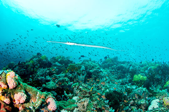 Tropical Coral Reef with Cornetfish and Colorful Fish, Verde Island
