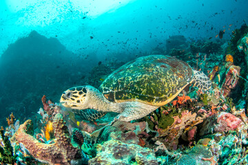 Fototapeta premium Close-Up of Hawksbill Turtle (Eretmochelys imbricata) Feeding on Soft Coral, Verde Island, Philippines