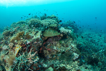 Vibrant Underwater Coral Reef with Abundant Marine Life, Philippines © Krzysztof Bargiel