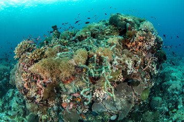 Wide Angle Tropical Coral Reef in Clear Blue Water, Verde Island © Krzysztof Bargiel