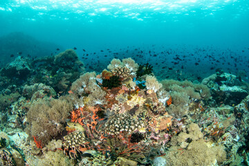 Wide Angle Colorful Underwater Reef, Verde Island Philippines © Krzysztof Bargiel