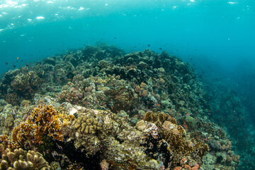 Tropical Coral Reef with Colorful Marine Life, Verde Island Philippines © Krzysztof Bargiel