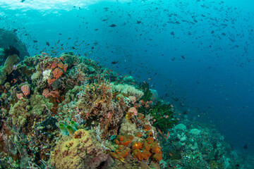 Tropical Coral Reef and Colorful Fish in Clear Water, Philippines © Krzysztof Bargiel