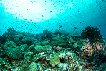 Colorful Tropical Coral Reef with Abundant Fish, Verde Island © Krzysztof Bargiel