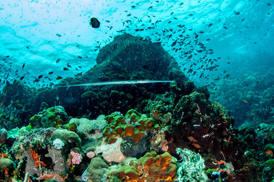 Cornetfish Above Colorful Coral Reef, Verde Island Philippines