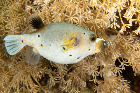 Blackspotted Pufferfish Closeup on Coral Reef, Puerto Galera Philippines
