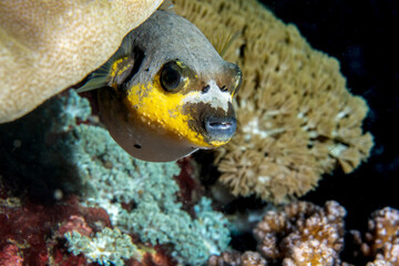 Blackspotted Pufferfish Macro Portrait, Puerto Galera Philippines © Krzysztof Bargiel