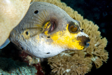Dog-Faced Pufferfish Portrait Closeup on Tropical Reef, Puerto Galera © Krzysztof Bargiel