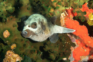 Tropical Pufferfish Macro Portrait on Coral Reef, Puerto Galera © Krzysztof Bargiel