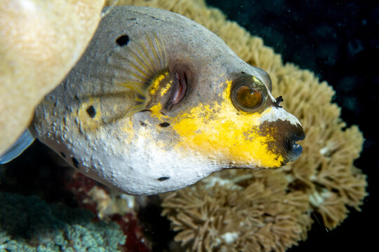 Dog-Faced Pufferfish Portrait Closeup on Tropical Reef, Puerto Galera