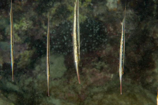 Razorfish (Aeoliscus strigatus) close-up macro portrait, Puerto Galera, Philippines