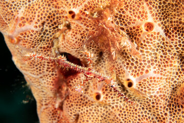 Ghostpipefish (Solenostomus paradoxus) yellow-orange variant macro, Puerto Galera, Philippines