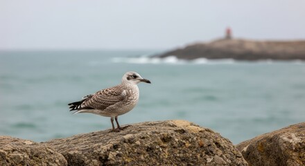 Obraz premium Seagull Perched on Coastal Rock, Ocean View in Essaouira, Morocco.