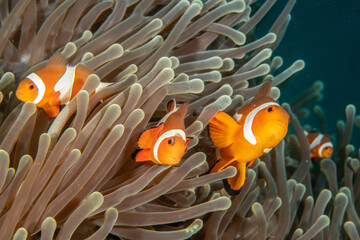 Group of clownfish in sea anemone (Amphiprion ocellaris) close-up, Puerto Galera, Philippines