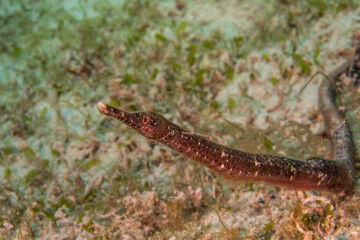 Greater pipefish (Syngnathus acus) close-up, Puerto Galera, Philippines