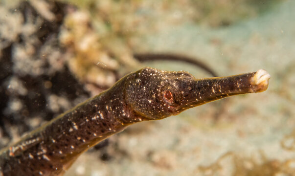 Greater pipefish (Syngnathus acus) close-up, Puerto Galera, Philippines