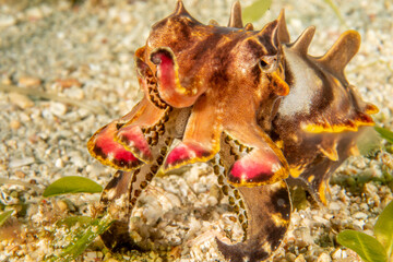 Obraz premium Flamboyant cuttlefish (Metasepia pfefferi) vibrant macro, Puerto Galera, Philippines