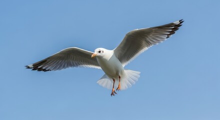 Fototapeta premium Seagull soars gracefully against a clear blue sky.