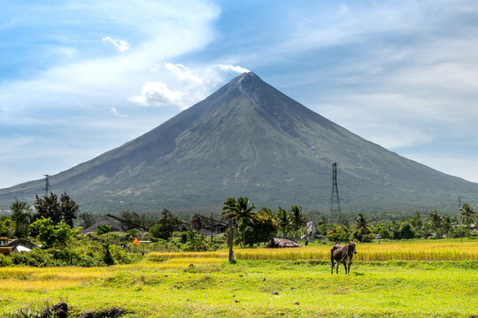 View of Mayon Volcano from fields with cow in the foreground, Santo Domingo, Albay, Philippines