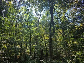 Fototapeta premium trees in the forest