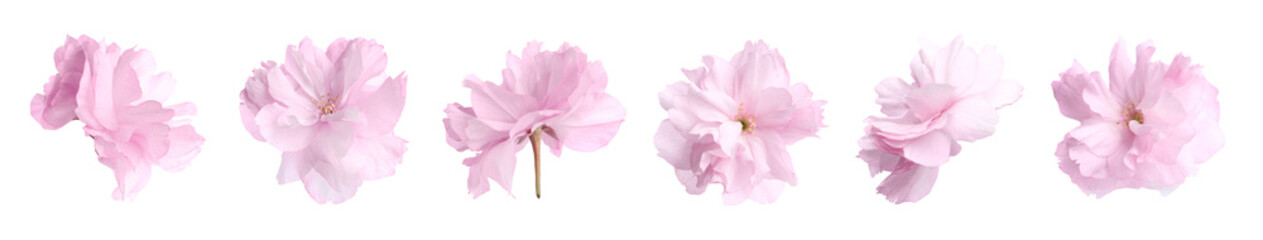 Sakura blossom. Flowers with pink petals isolated on white, set