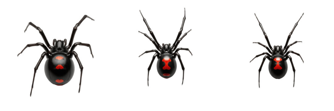 Set of Realistic Black Widow Spiders &ndash; Isolated Arachnid PNG Collection