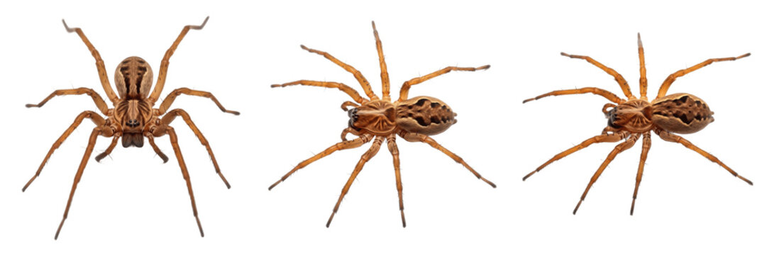 Set of Realistic Carolina Wolf Spiders &ndash; Isolated Arachnid PNG Collection