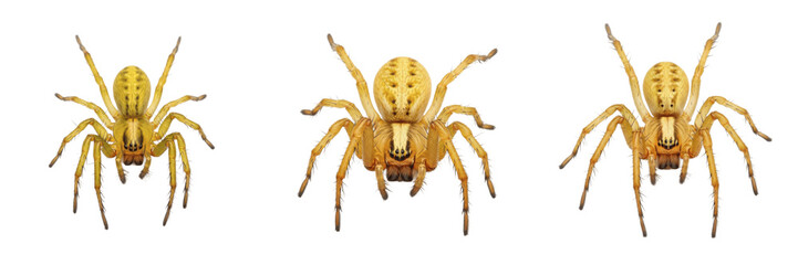 Fototapeta premium Set of Realistic Nursery Web Spiders (Pisaura mirabilis) – Isolated Arachnid PNG Collection