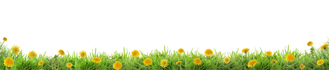 Lush green grass with yellow dandelions against white background, banner design. Spring season