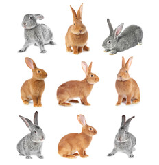 Fototapeta premium Cute fluffy rabbits isolated on white, collage