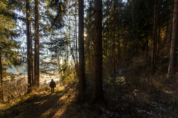 Fototapeta premium Woman walking with her dog through the forest