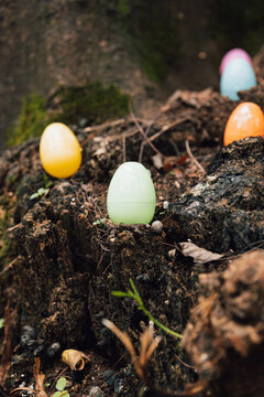 Easter egg hunt concept with pastel plastic eggs in forest grass spring holiday outdoor background.
