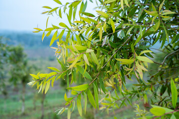 Obraz premium Fresh Melaleuca Cajuputi tree branch with vibrant green leaves in a tropical plantation field under a clear sky. Perfect for herbal medicine, essential oil, and nature-themed organic concepts