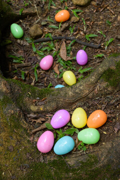 Spring Easter egg hunt in woodland forest with colorful plastic eggs hidden on ground outdoor holiday