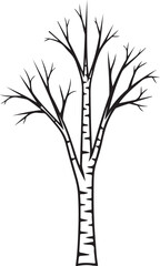 Obraz premium Black and white of a bare birch tree with textured bark bare tree winter branches des