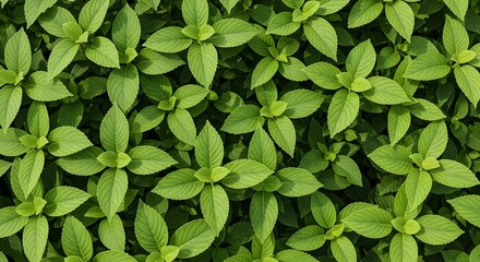 Vibrant green leaves pattern creating a fresh natural background texture.