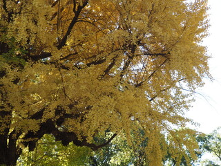 イチョウの紅葉