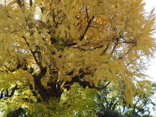 イチョウの紅葉