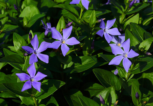 Portugal. Close-up of a perfect example of pristine, fresh Intermediate Periwinkle flowers - vinca difformis. Selective focus. Has medicinal uses - has alkaloids used in chemotherapy for leukemia.