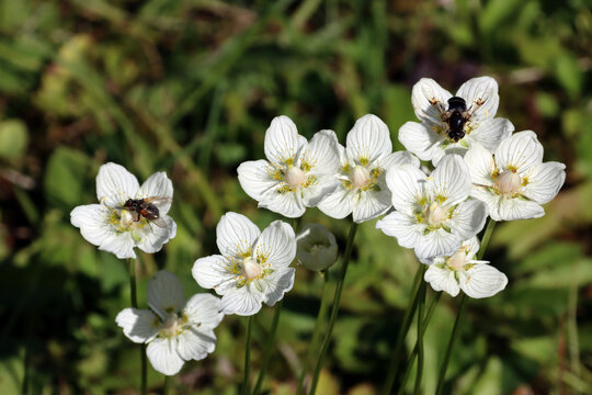 Sumpf-Herzblatt (Parnassia palustris)