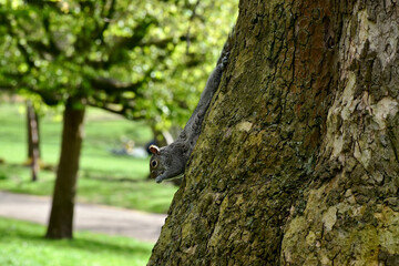 Portrait of a squirrel holding vertically upside down on a tree trunk in a park in spring, London, UK