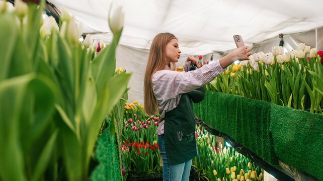 Young woman florist taking a selfie with a phone in a greenhouse full of tulips